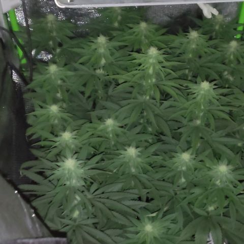 Lord Kush growlog timeline photo