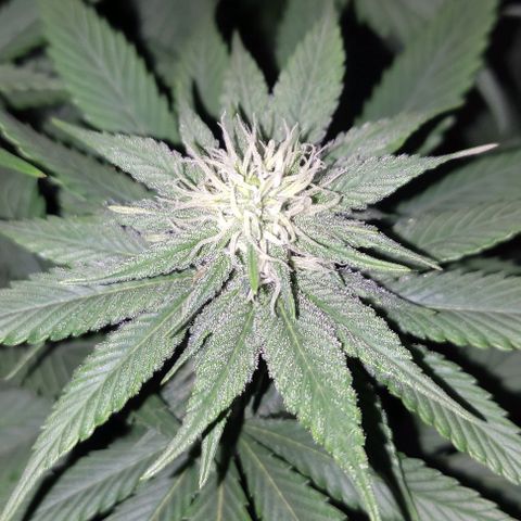Lord Kush growlog timeline photo