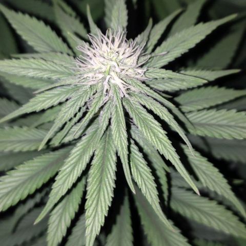 Lord Kush growlog timeline photo