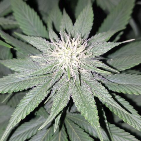 Lord Kush growlog timeline photo