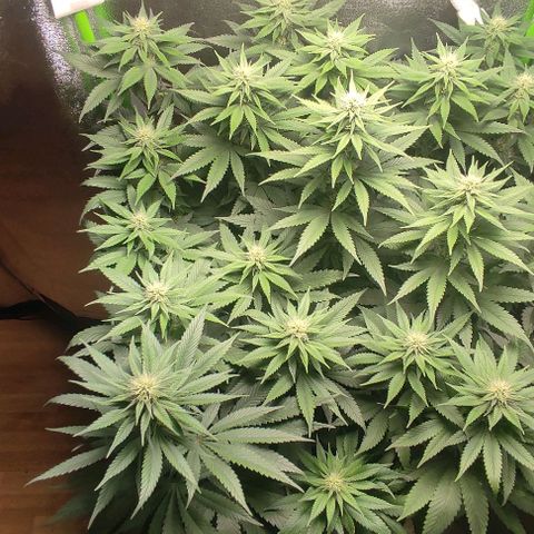 Lord Kush growlog timeline photo