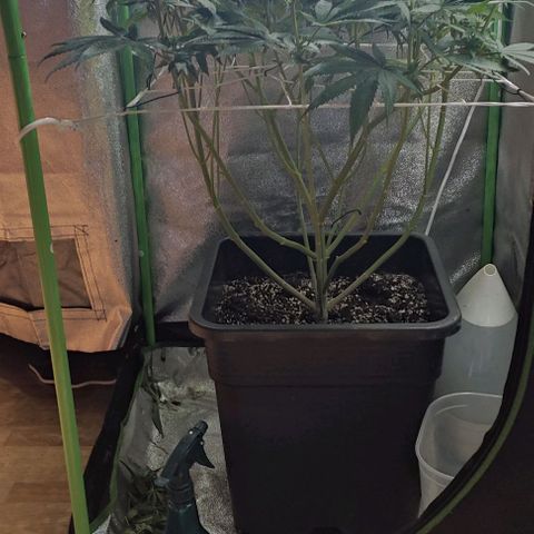Lord Kush growlog timeline photo