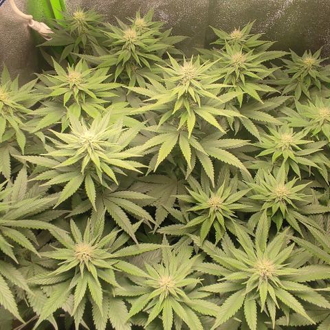 Lord Kush growlog timeline photo
