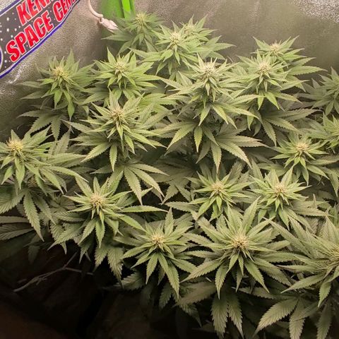 Lord Kush growlog timeline photo