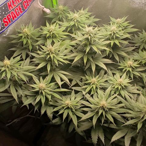 Lord Kush growlog timeline photo