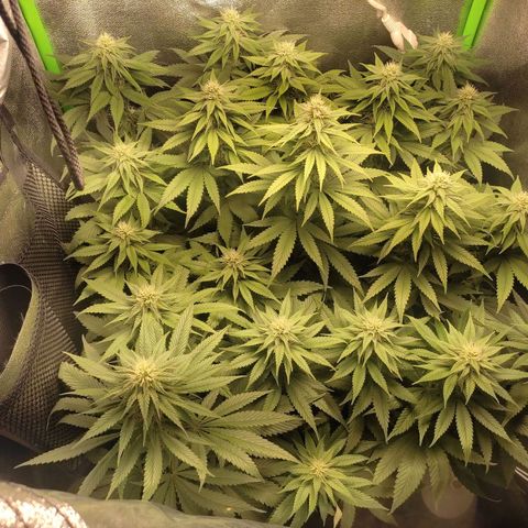 Lord Kush growlog timeline photo