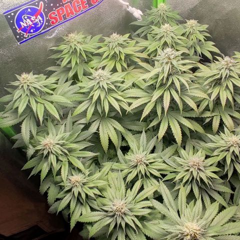 Lord Kush growlog timeline photo
