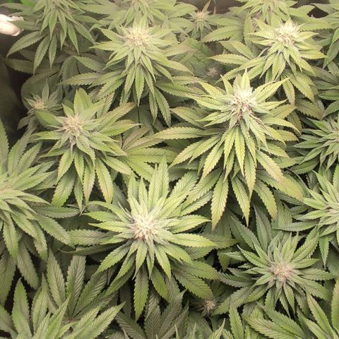 Lord Kush growlog timeline photo