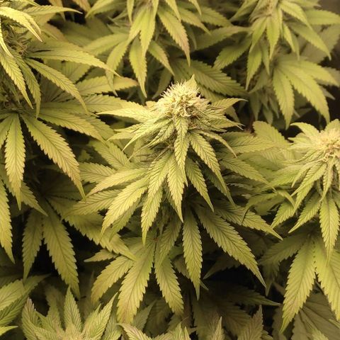 Lord Kush growlog timeline photo
