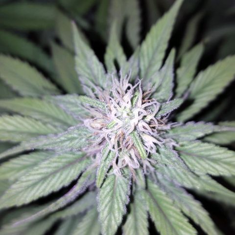 Lord Kush growlog timeline photo
