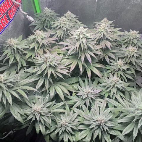 Lord Kush growlog timeline photo