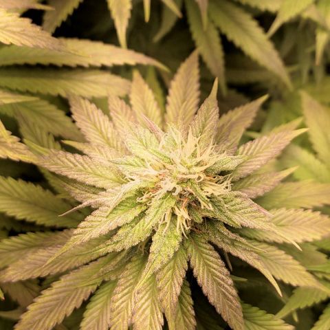 Lord Kush growlog timeline photo