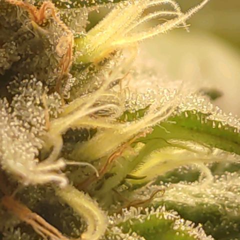 Lord Kush growlog timeline photo