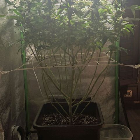 Lord Kush growlog timeline photo