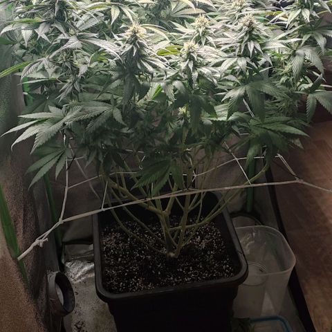 Lord Kush growlog timeline photo