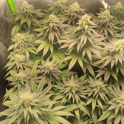 Lord Kush growlog timeline photo