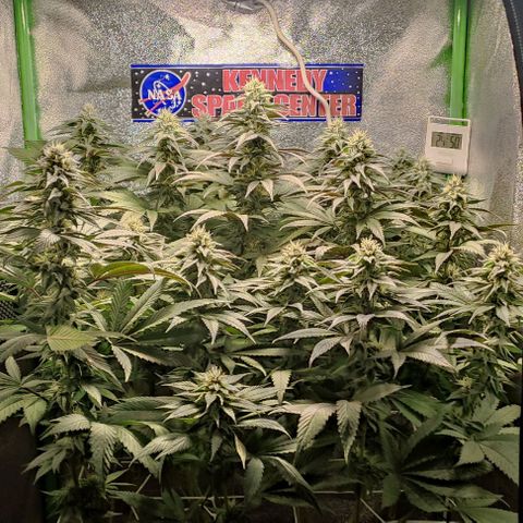 Lord Kush growlog timeline photo