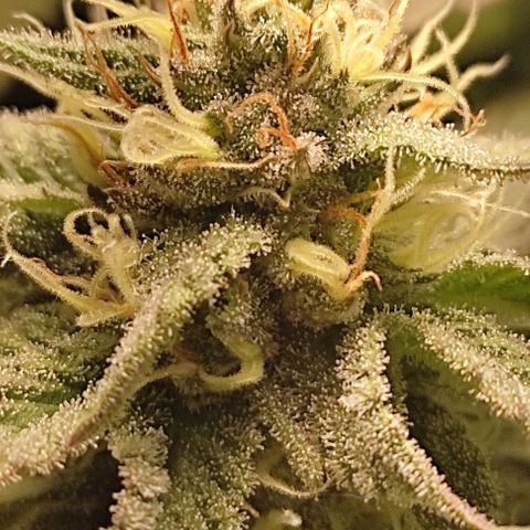 Lord Kush growlog timeline photo