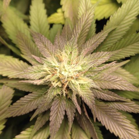 Lord Kush growlog timeline photo