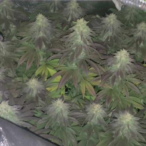 Lord Kush growlog timeline photo