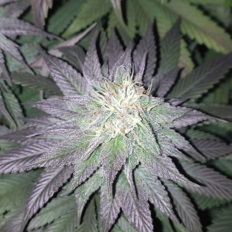 Lord Kush growlog timeline photo