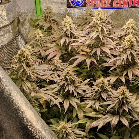 Lord Kush growlog timeline photo