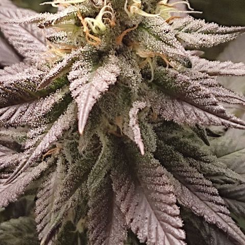 Lord Kush growlog timeline photo