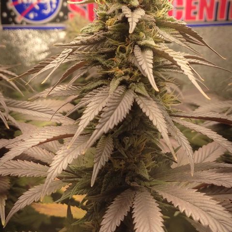 Lord Kush growlog timeline photo
