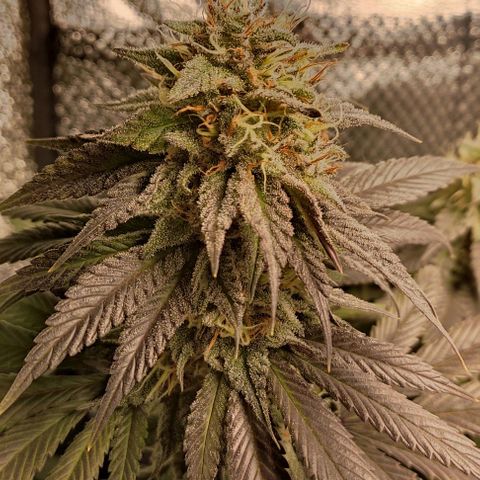 Lord Kush growlog timeline photo