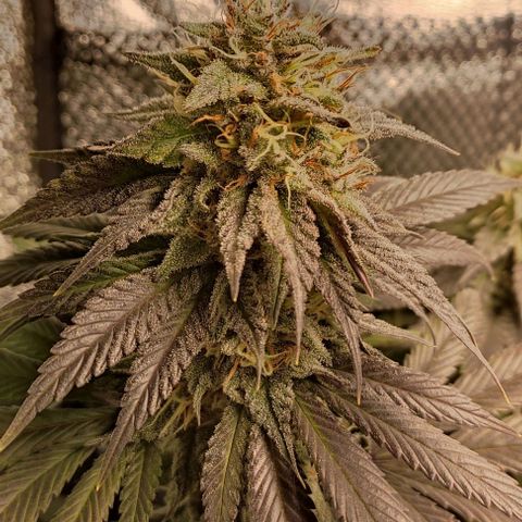 Lord Kush growlog timeline photo