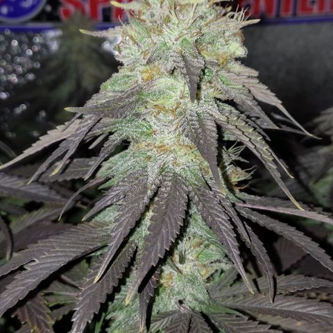 Lord Kush growlog timeline photo