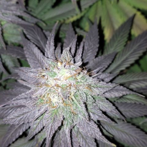 Lord Kush growlog timeline photo
