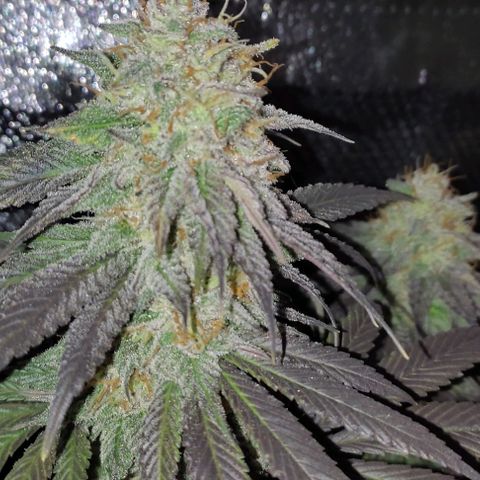 Lord Kush growlog timeline photo