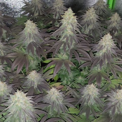 Lord Kush growlog timeline photo