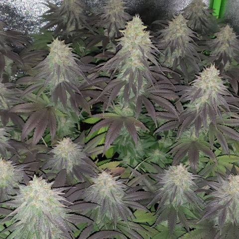 Lord Kush growlog timeline photo