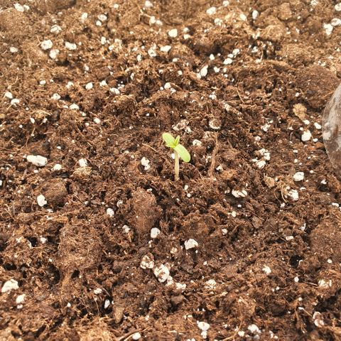 Sticky Orange 🍊 growlog photo: Sämling ist aufgestanden, und sieht gesund aus