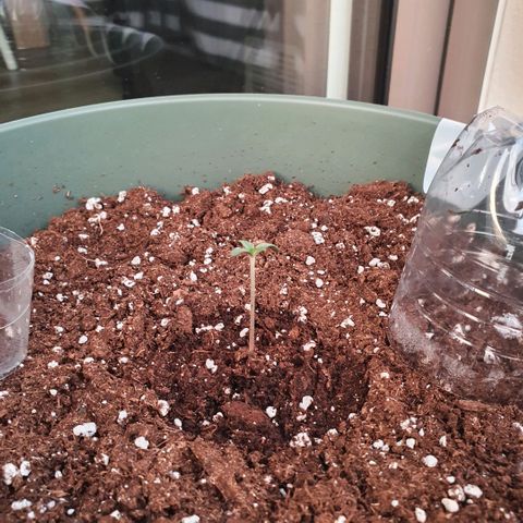 Sticky Orange 🍊 growlog photo: Am ende des tages