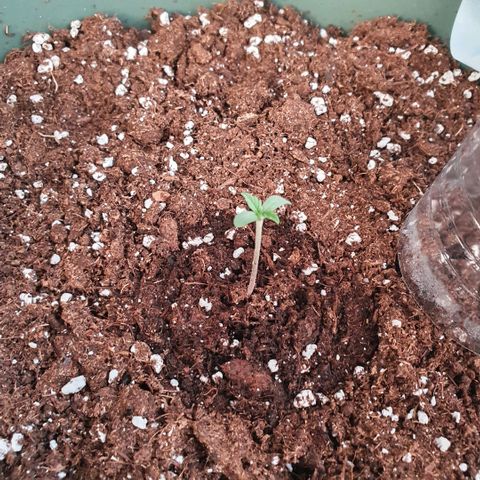Sticky Orange 🍊 growlog timeline photo