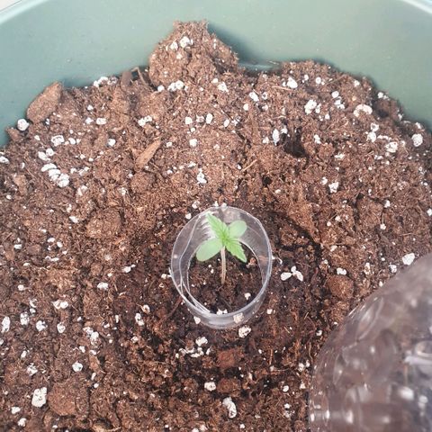 Sticky Orange 🍊 growlog timeline photo