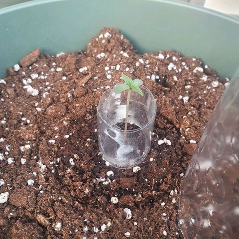 Sticky Orange 🍊 growlog timeline photo