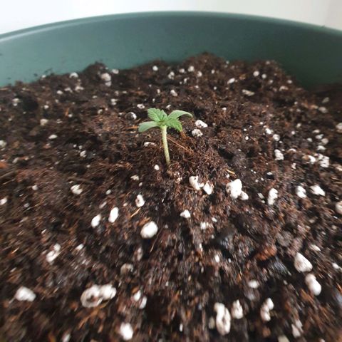 Sticky Orange 🍊 growlog photo: Erde dazugegeben