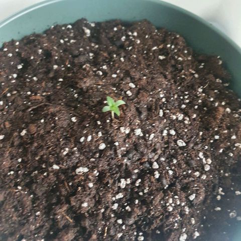 Sticky Orange 🍊 growlog photo: Erde dazugegeben