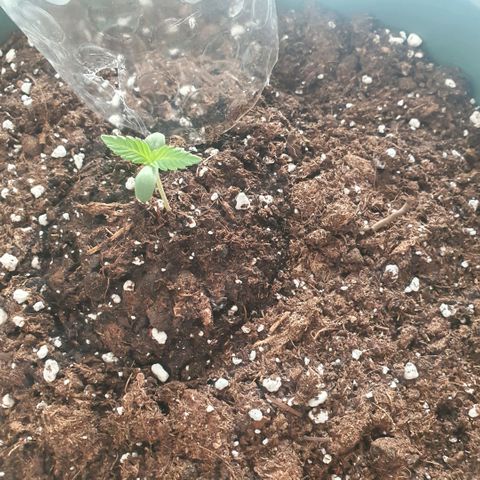 Sticky Orange 🍊 growlog photo: Die lady hat sich letzter zeit sehr langsam entwickelt.