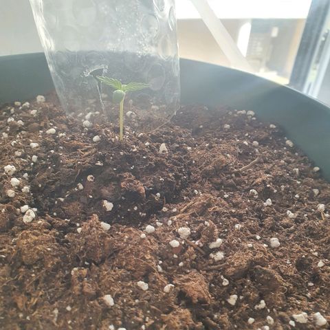 Sticky Orange 🍊 growlog photo: Die lady hat sich letzter zeit sehr langsam entwickelt.