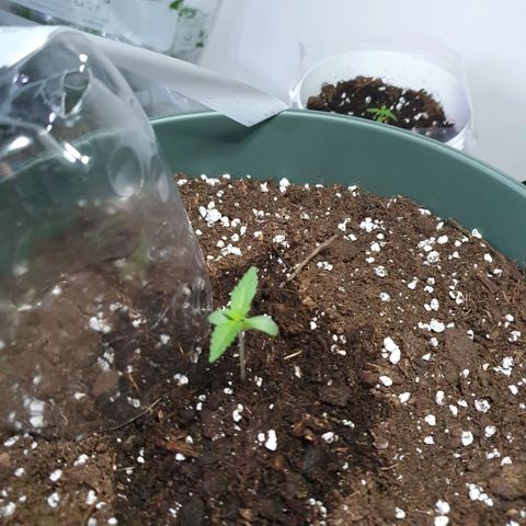 Sticky Orange 🍊 growlog timeline photo