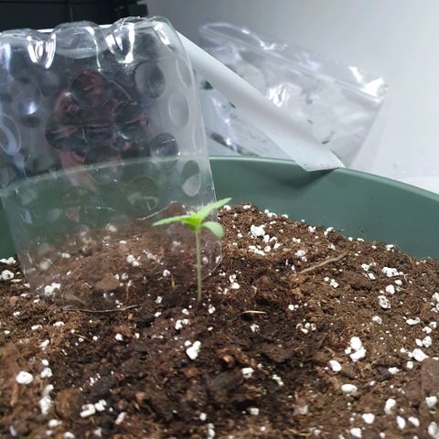 Sticky Orange 🍊 growlog timeline photo