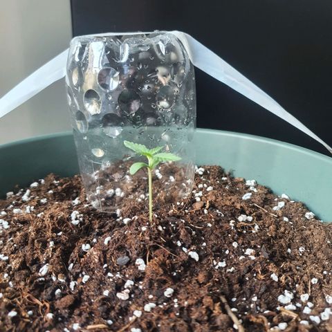 Sticky Orange 🍊 growlog timeline photo