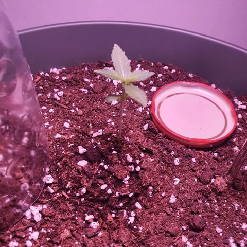 Sticky Orange 🍊 growlog timeline photo