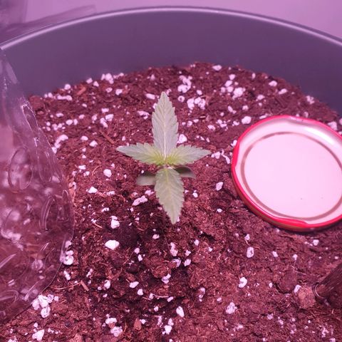 Sticky Orange 🍊 growlog timeline photo