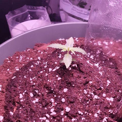 Sticky Orange 🍊 growlog timeline photo